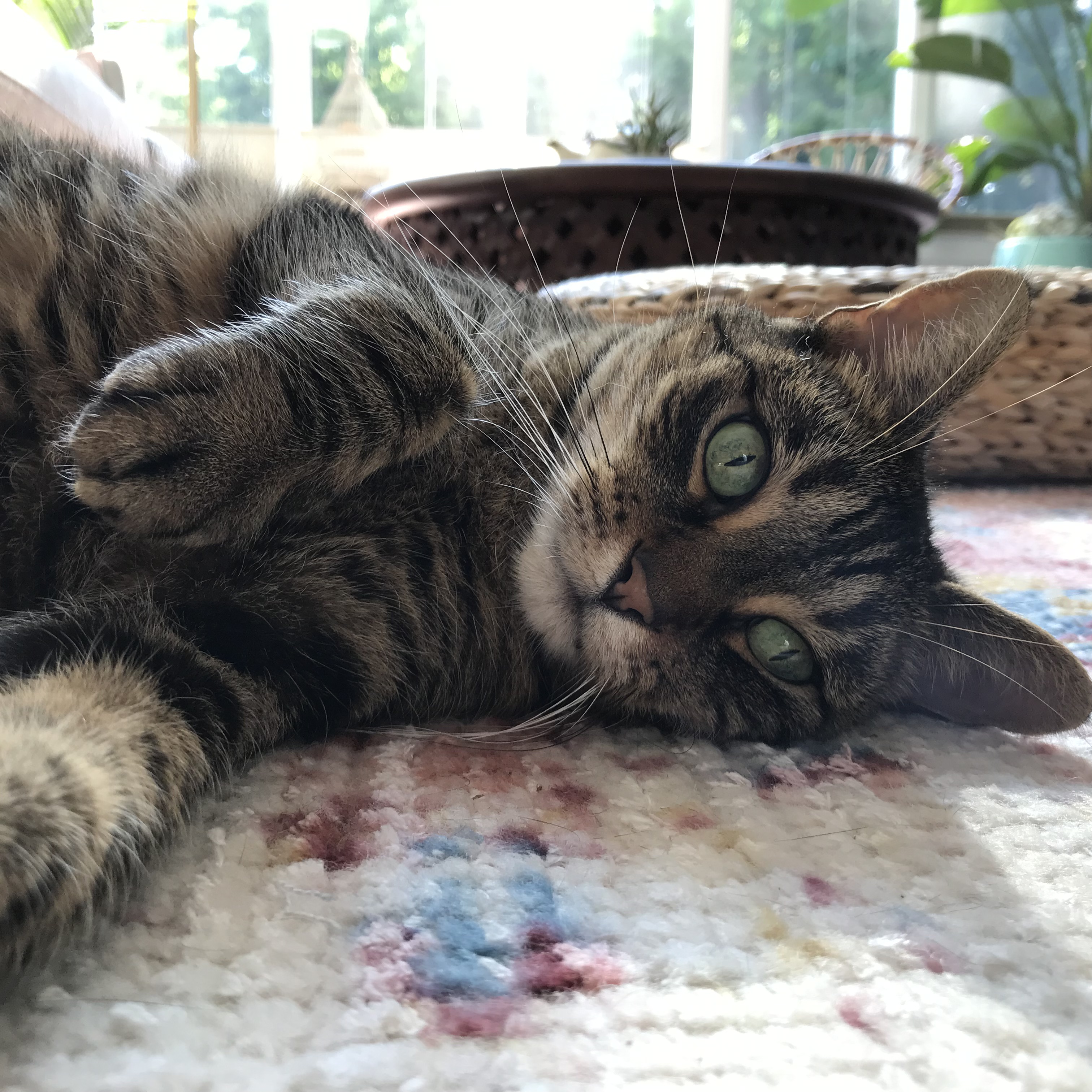 Meow?